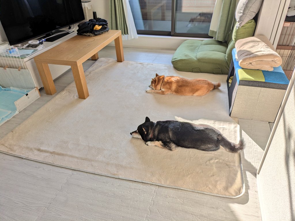 柴犬わさび＆くろ吉 tweet media