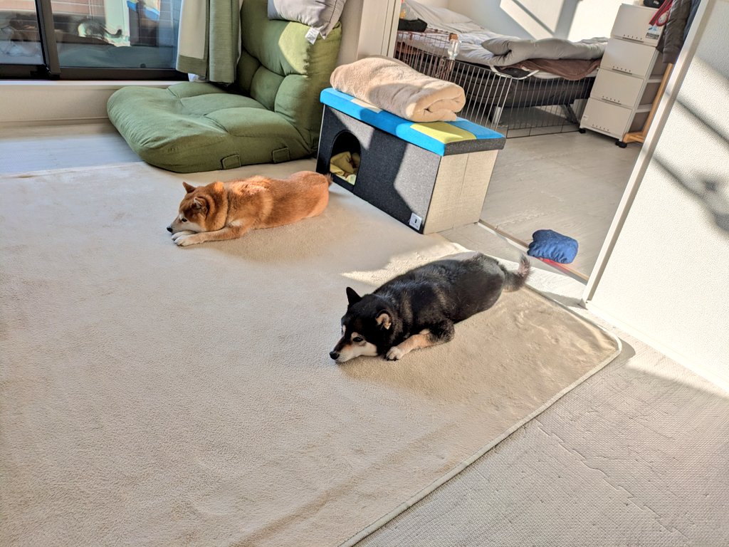 柴犬わさび＆くろ吉 tweet media