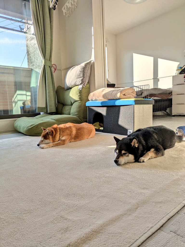 柴犬わさび＆くろ吉 tweet media