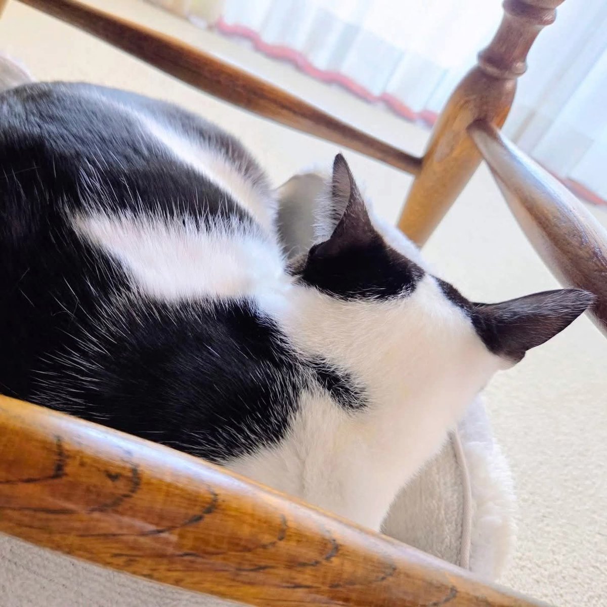 My dearest family, Liz🩷&amp;Lukka🩵
2026.4.8
#猫のいる暮らし