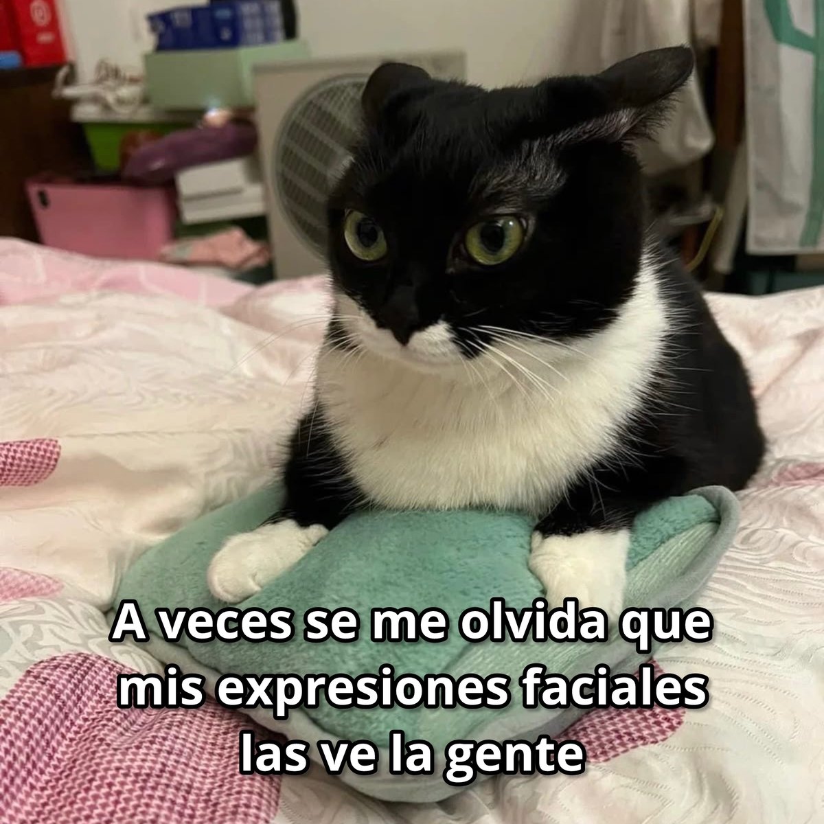 El Guarromántico tweet media