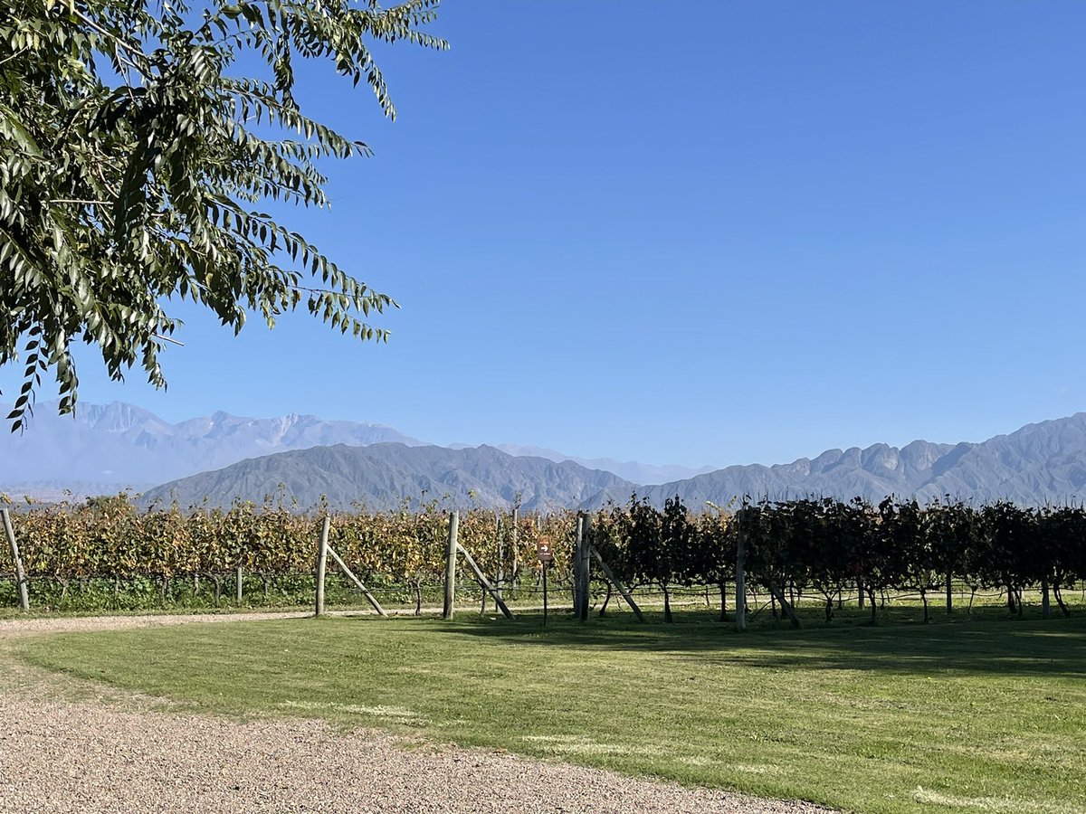 vanina21's tweet photo. #mendoza #winelover #BoaNoite #BuenasNoches #GoodNightTwitterWorld #fypシ゚ #fypシ゚viral #vendimia2026 #sanrafael https://t.co/gC5KJtgkQ6