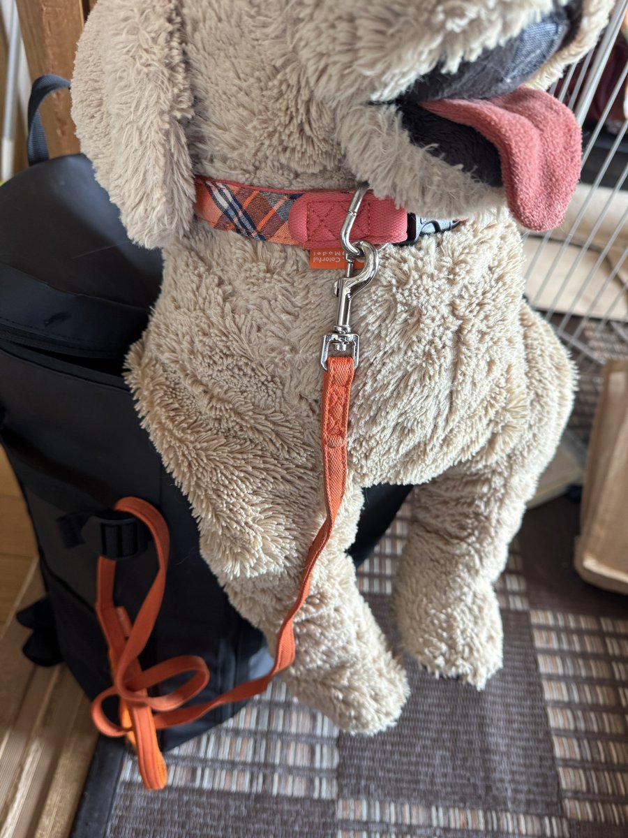 ちょっとそこまで✈️🐾
昨年羽田第二ターミナルで迷子になったから、おね〜ちゃんに厳重されたでち💦
行ってくるでちー🐾
#ぬい活