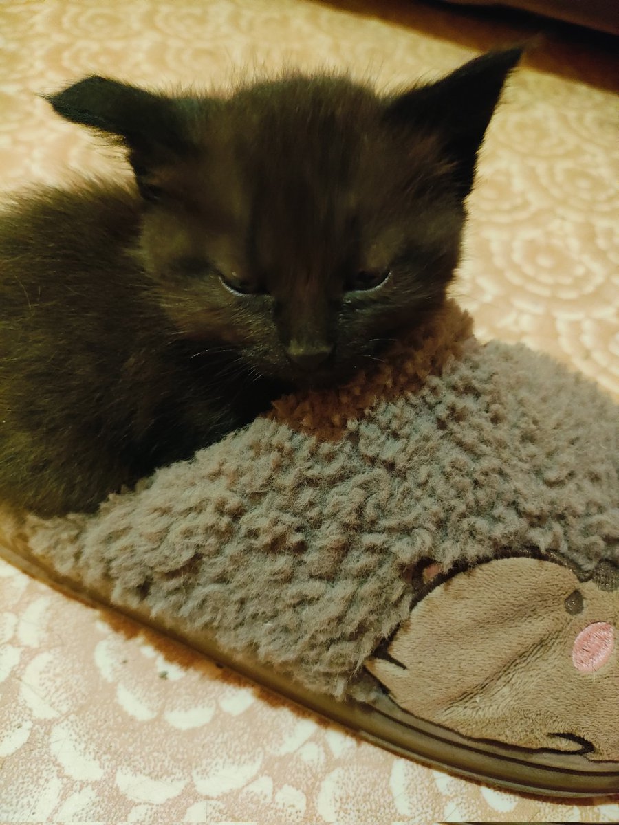 í'ต թҽɾsík tweet media