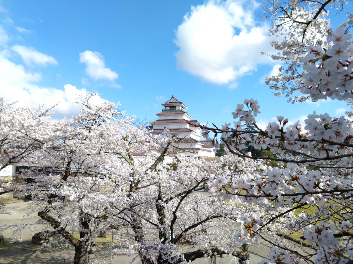 こんにちは！ 本日（4/8）の鶴ヶ城です🏯 満開の桜日和🌸 お日さまが出