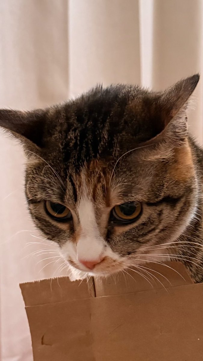 Foxie 🦊 tweet media