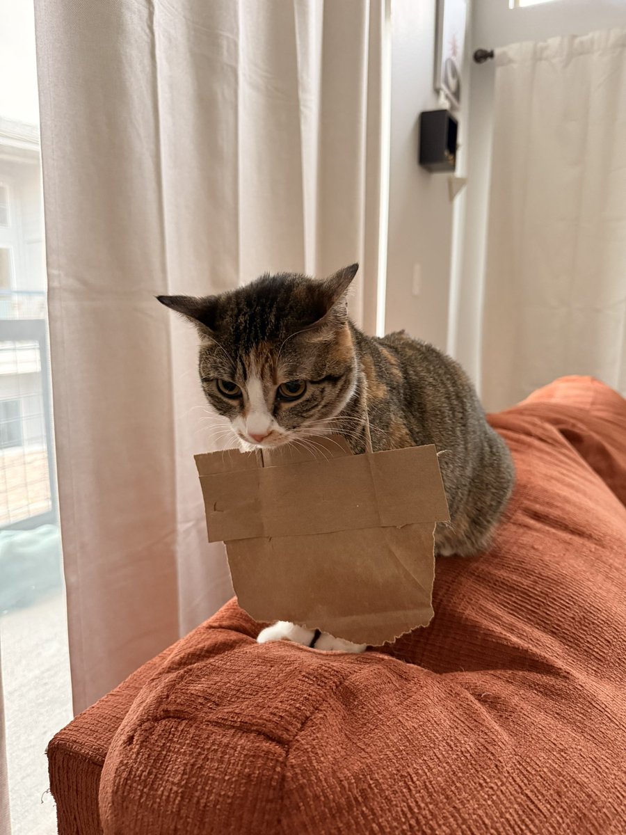 Foxie 🦊 tweet media