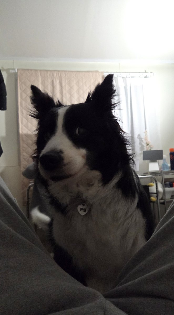 한별이똥줍기 tweet media