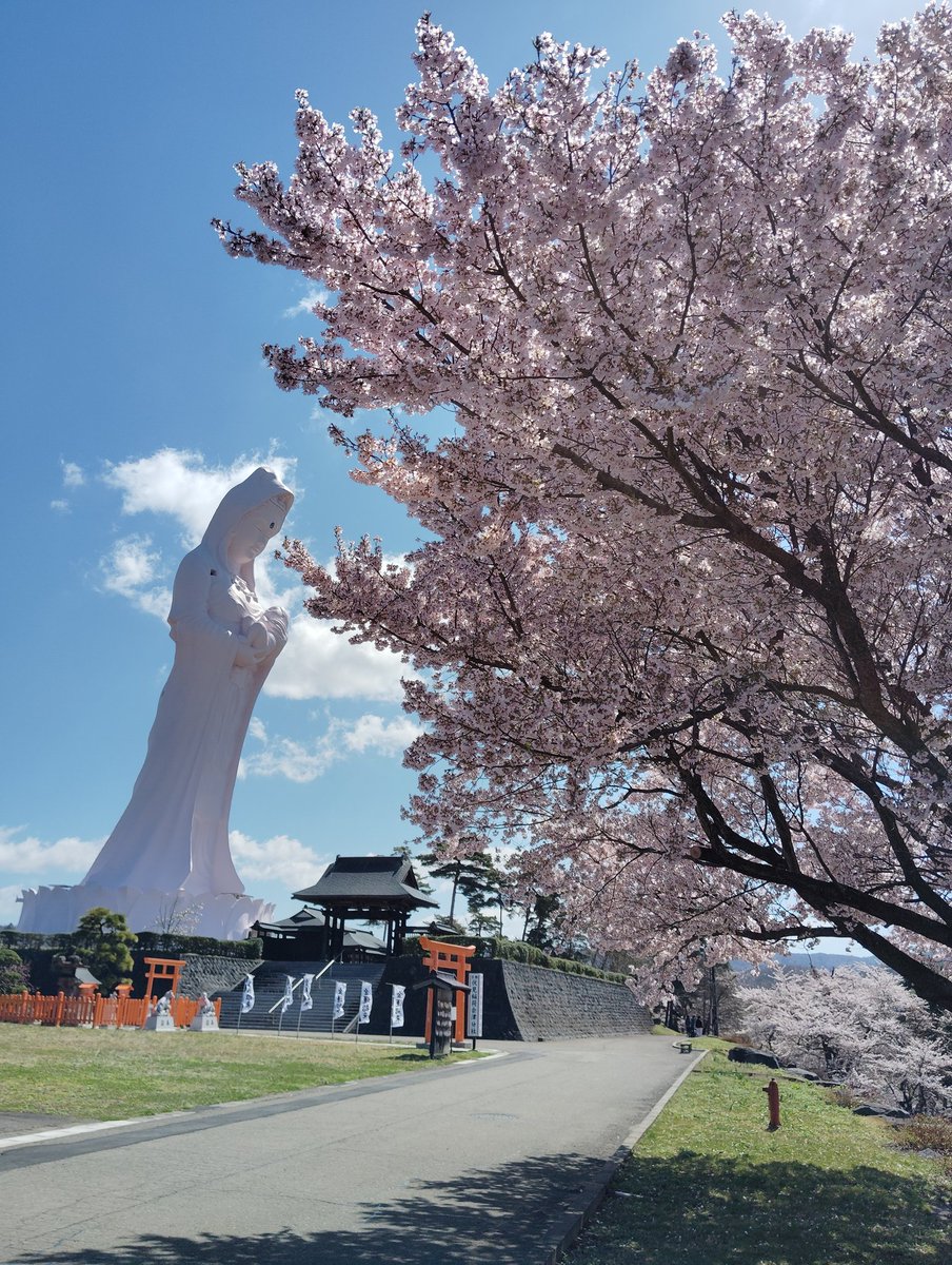 会津村 #桃色観音 ＃桜 ＃満開 〜会津村桜通信〜 毎年恒例の構図を1枚