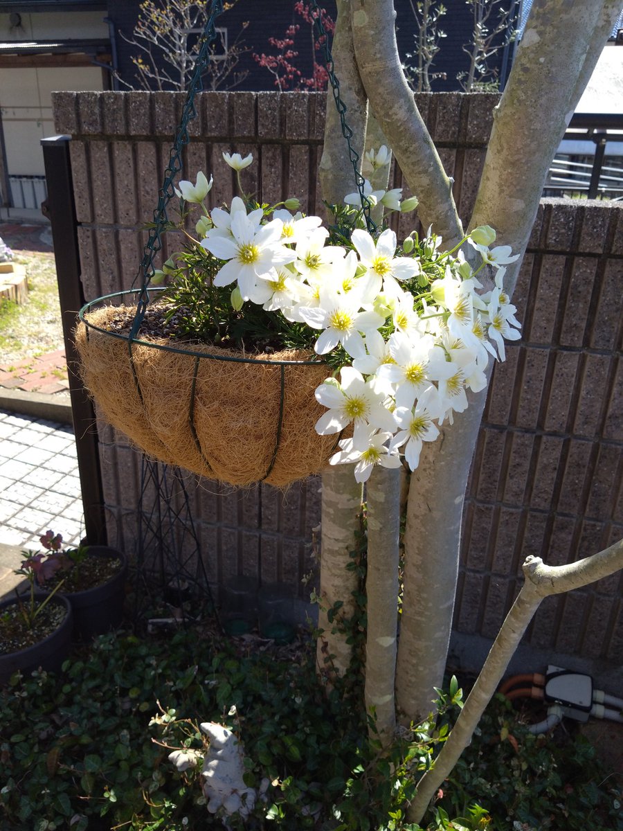 y52843709's tweet photo. 今庭は春満開です元気に冬を越してくれました😊✨ https://t.co/8XdzIhESDx