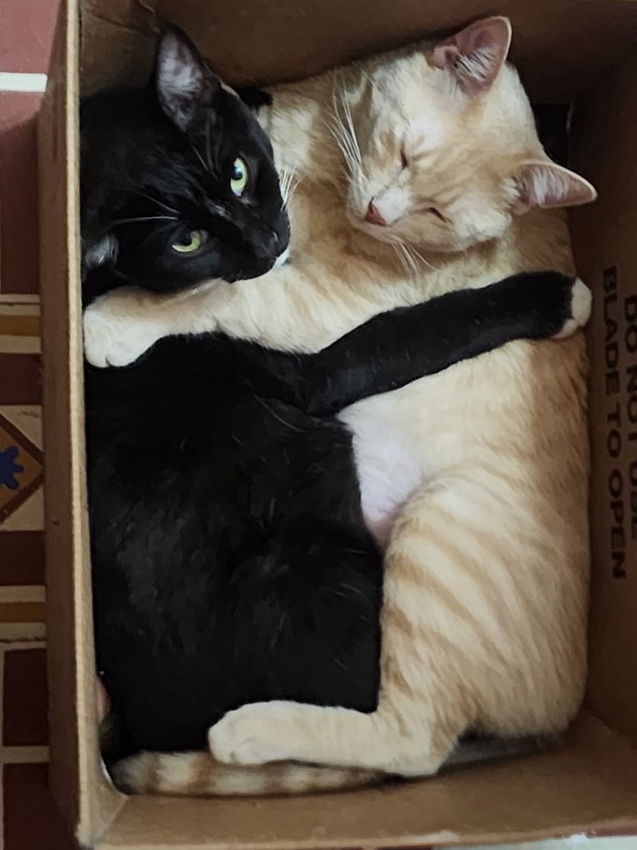 LA KASA DEL GATITO GORDO tweet media