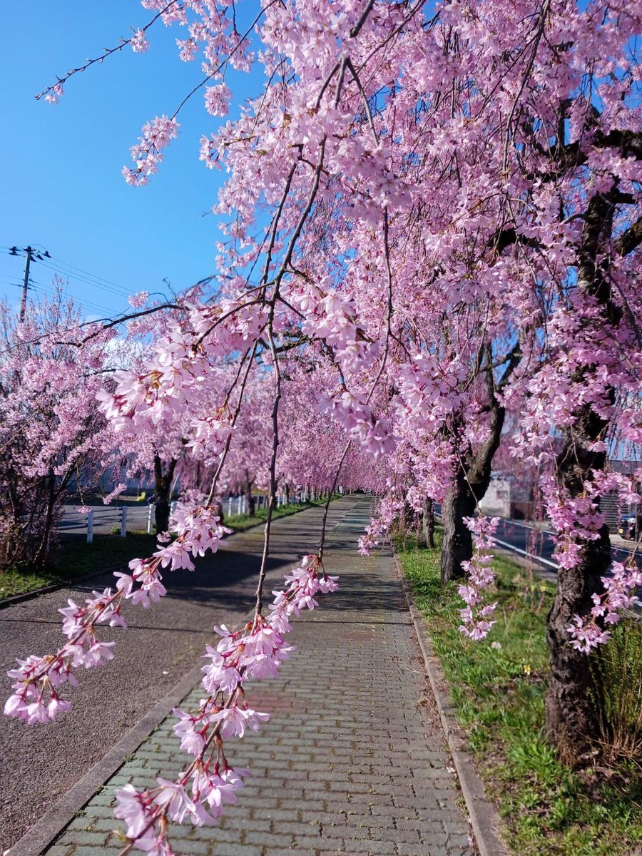 ほまれ酒造 tweet media