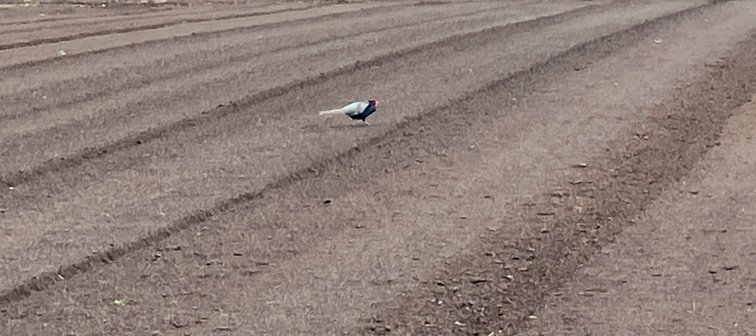 🍈メロンパンダ🐼 tweet media