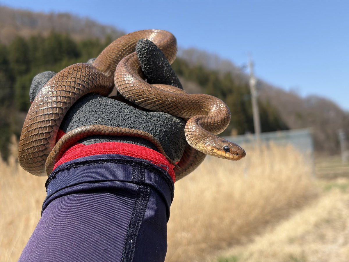 とまぴー🐍 tweet media