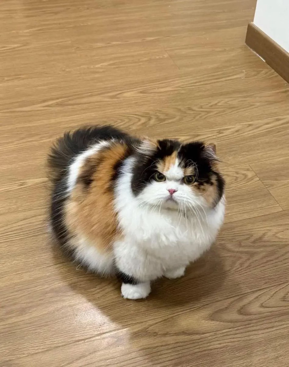 고양이는 왜 이럴까 tweet media