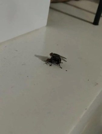 Alejandro tweet media