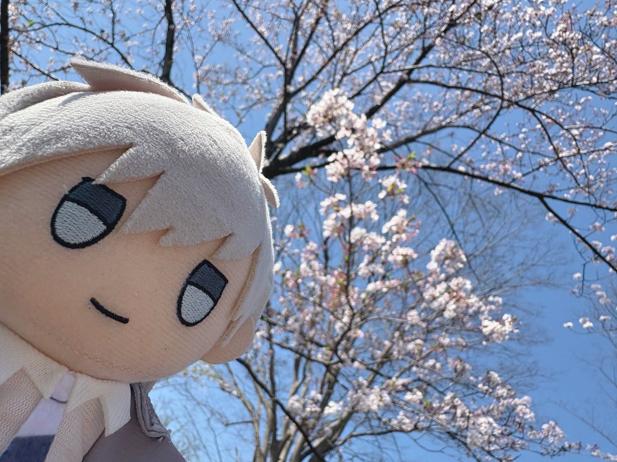 くろてら@固定通販 tweet media