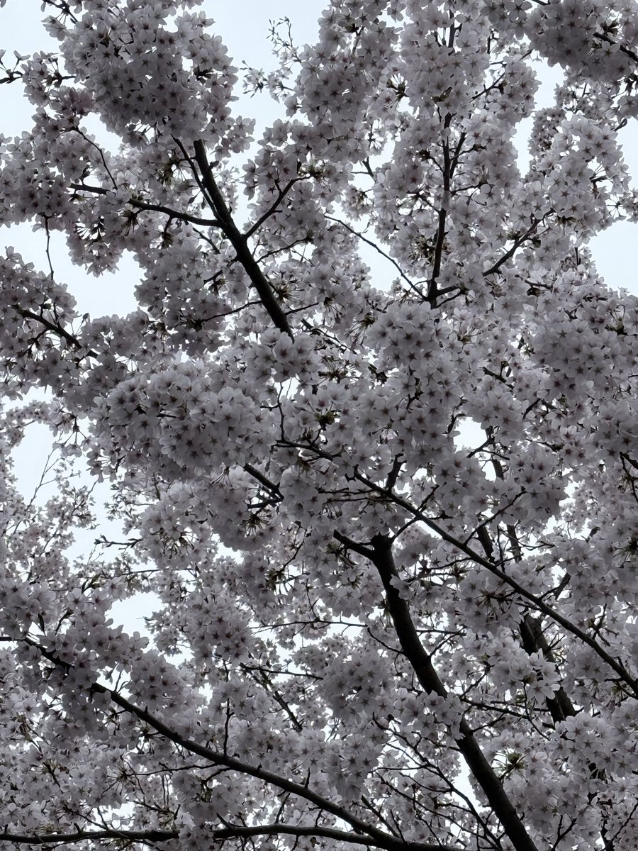 まーゆ🐰🍑 tweet media