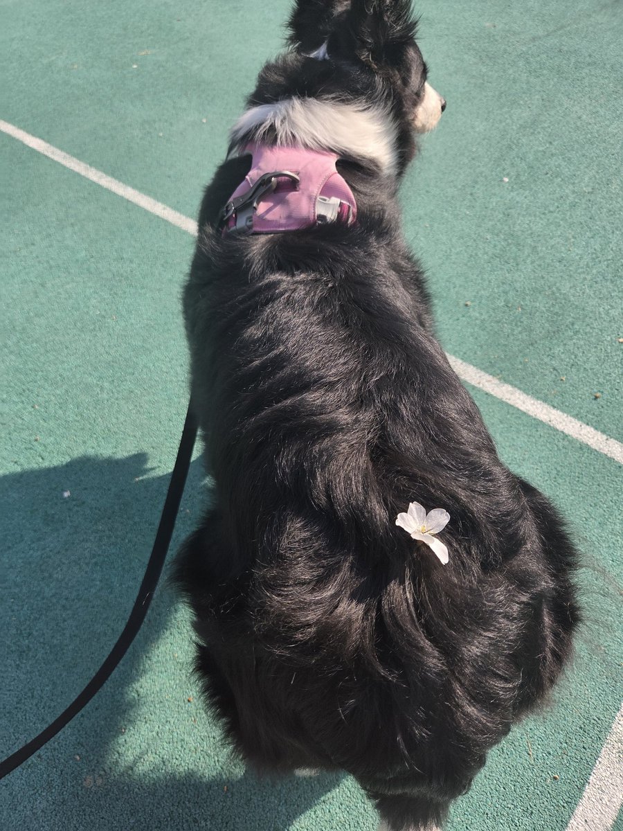 한별이똥줍기 tweet media