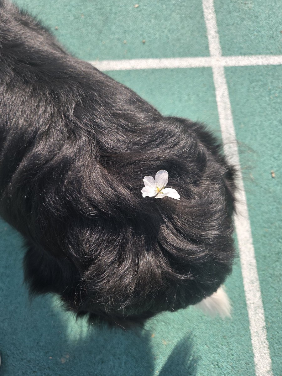 한별이똥줍기 tweet media