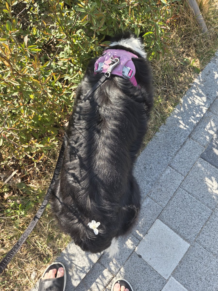 한별이똥줍기 tweet media