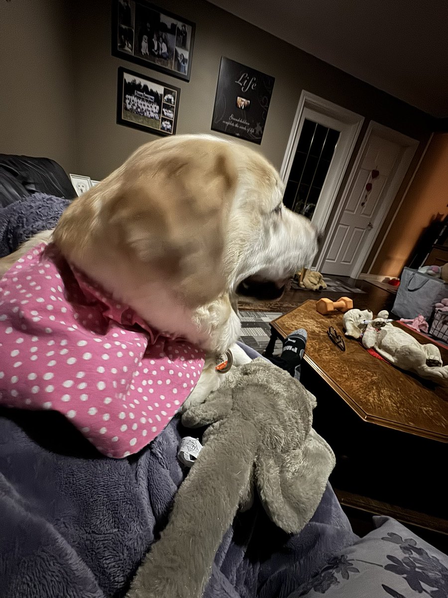 💛 Linda 👩 & Daisy 🦮 💛 tweet media