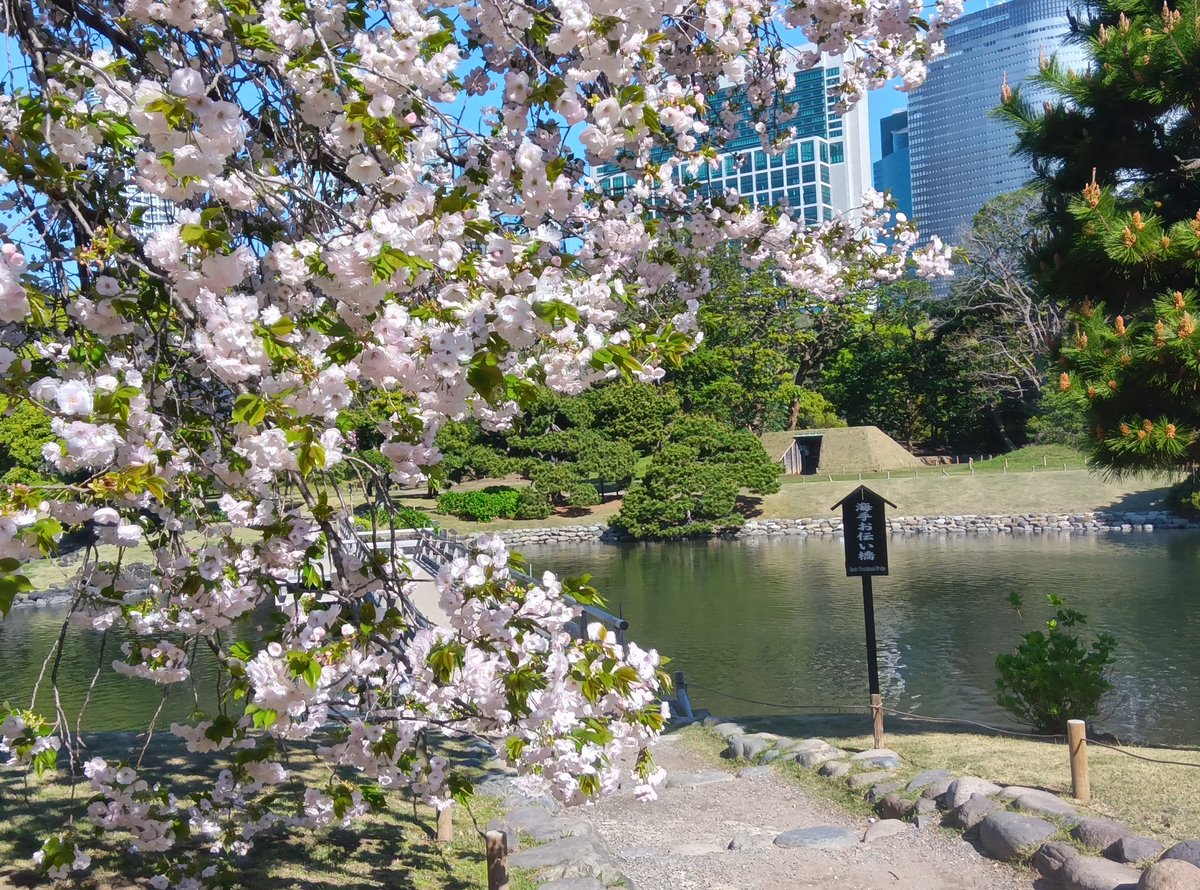 浜離宮恩賜庭園 tweet media