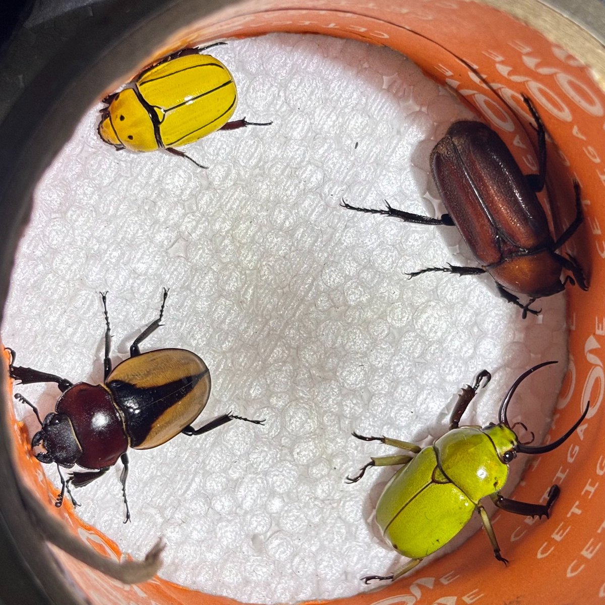 Maeng wua Din tweet media