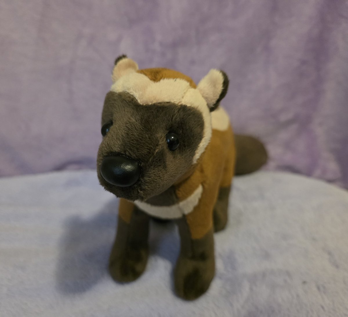 ShadowsPancakeA's tweet photo. The very small amount of wolverine plushies available encouraged me to try making my own. Pretty happy with how they turned out. :3

Btw you can get your own wolverine plush from my sh0p if anyone's interested 👉👈
#wolverine #mustelid https://t.co/lJ2RFXrVE8