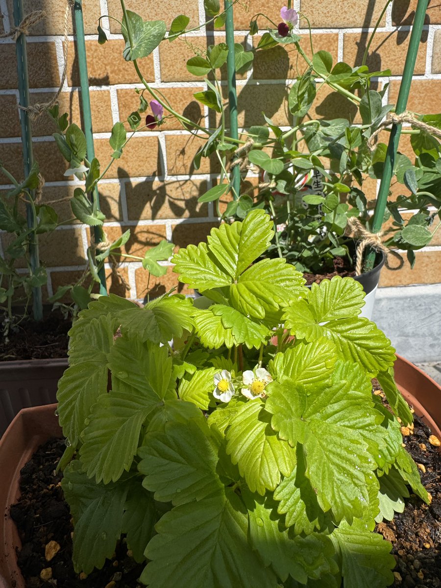 うちやえ ゆか tweet media