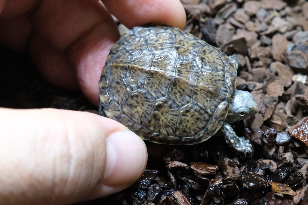 爬虫類ショップ アライブ(aLiVe) tweet media