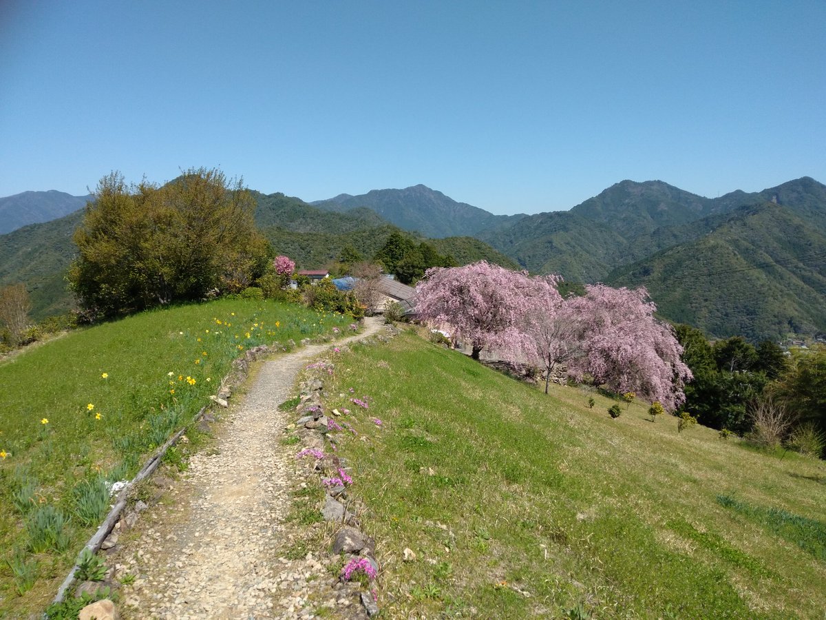 mehari_baasan's tweet photo. 十津川村の果無集落のしだれ桜🌸見頃じゃあよ〜🎵　#十津川　#十津川村　#奈良　#奥大和　#十津川温泉郷　#十津川温泉　#十津川村観光協会　#世界遺産　#玉置神社　#谷瀬吊り橋　#熊野参詣道　#源泉かけ流し　#十津川村応援大使 https://t.co/6vJBJX2sr8