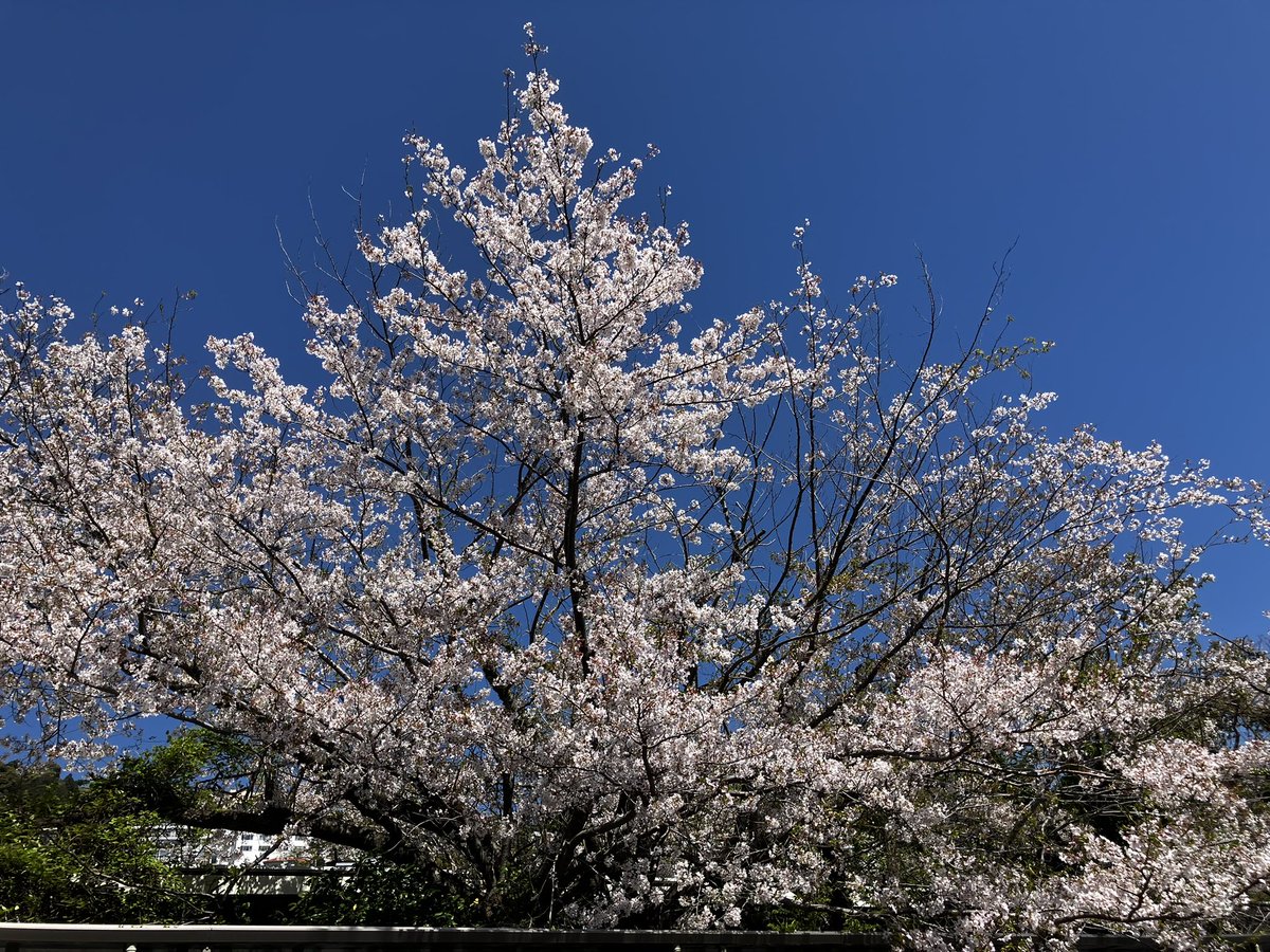 79.6MHz Ciao! FM熱海湯河原【公式】 tweet media