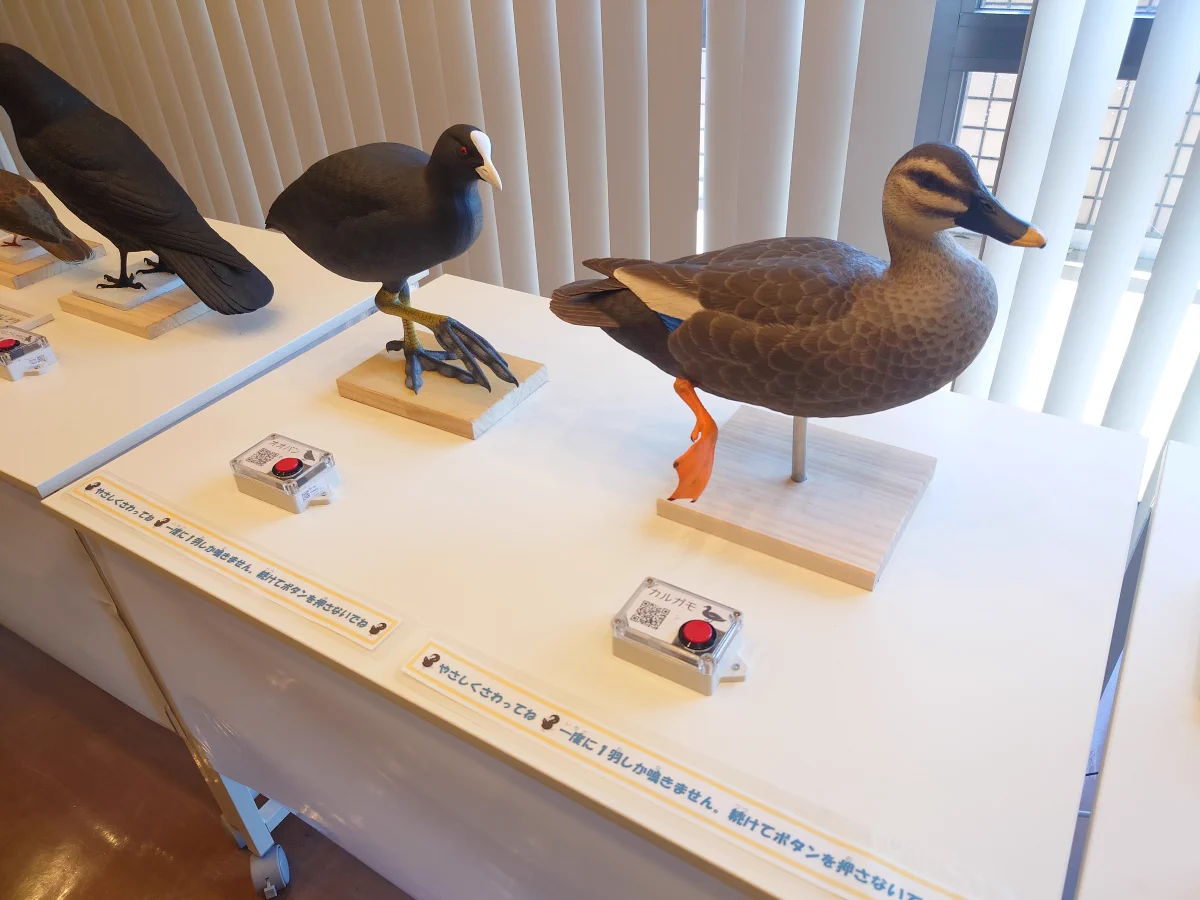 我孫子市鳥の博物館 on X: 