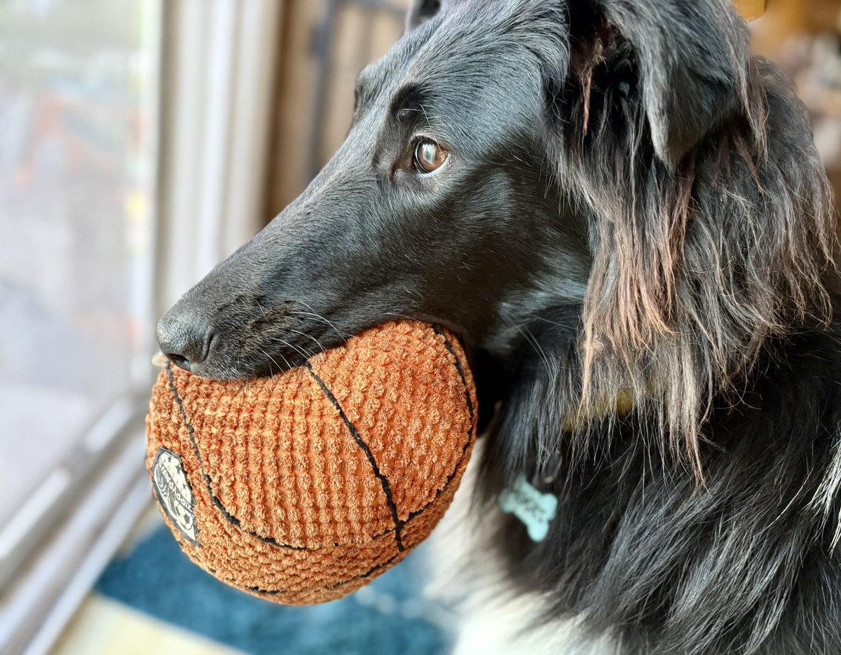 WilmaBenton19's tweet image. Does anyone want to play basketball with me? 🏀
#dogsoftwitter #dogsofx