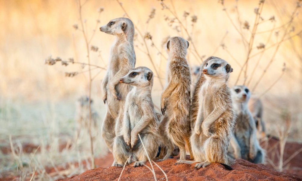 lucien 🐈‍⬛ tweet media