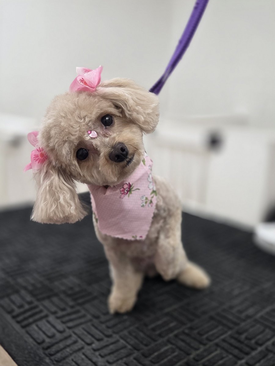 404bizarreone's tweet photo. I enjoy edgy humor, drawing indie comic fanart, Japanese culture and the color pink. Im also a horror comic writer/artist and groom dogs. 
Follow me if you like cute dogs and art raffles. https://t.co/ZQHpKwpioB