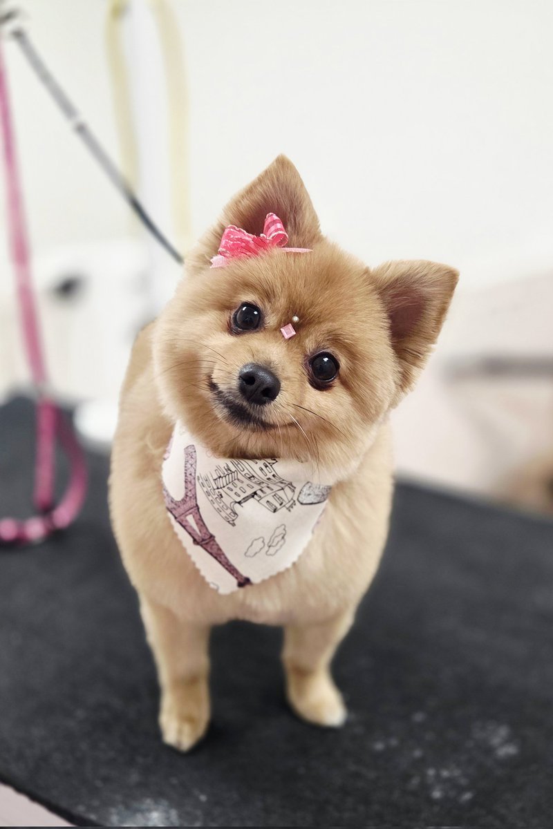 404bizarreone's tweet photo. I enjoy edgy humor, drawing indie comic fanart, Japanese culture and the color pink. Im also a horror comic writer/artist and groom dogs. 
Follow me if you like cute dogs and art raffles. https://t.co/ZQHpKwpioB