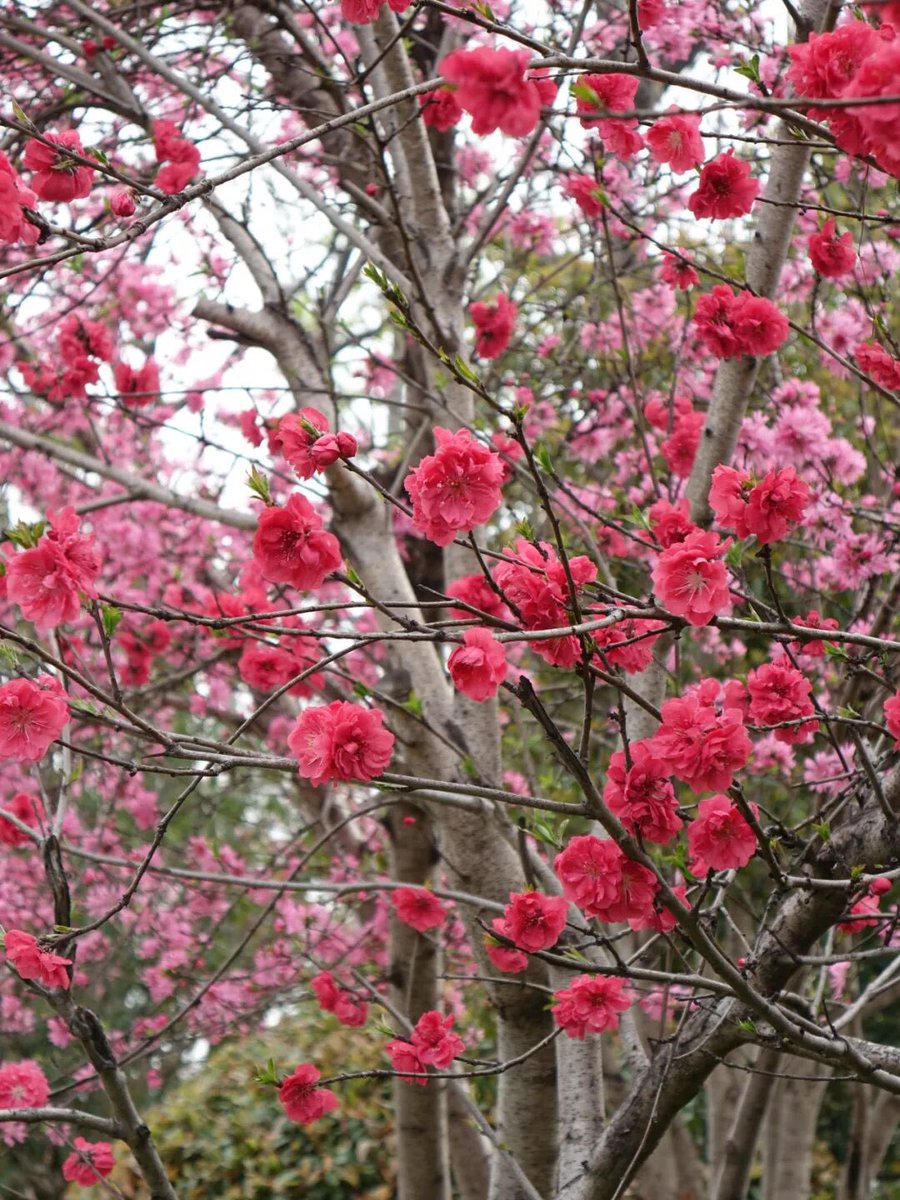 voiceofthecanal's tweet image. The canal warms up. The flowers wake up. And #Wangjiangjing turns into a painting. 🌸🌿 #Spring is here—and it's waiting for you. 🦋
#flowers #countrysidevibes #SpringVibes