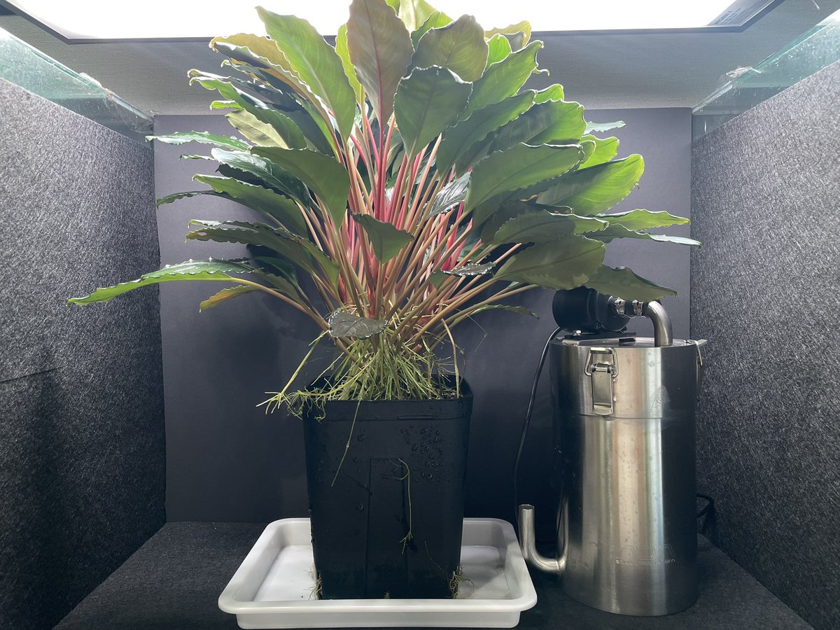 BuceRoom tweet media