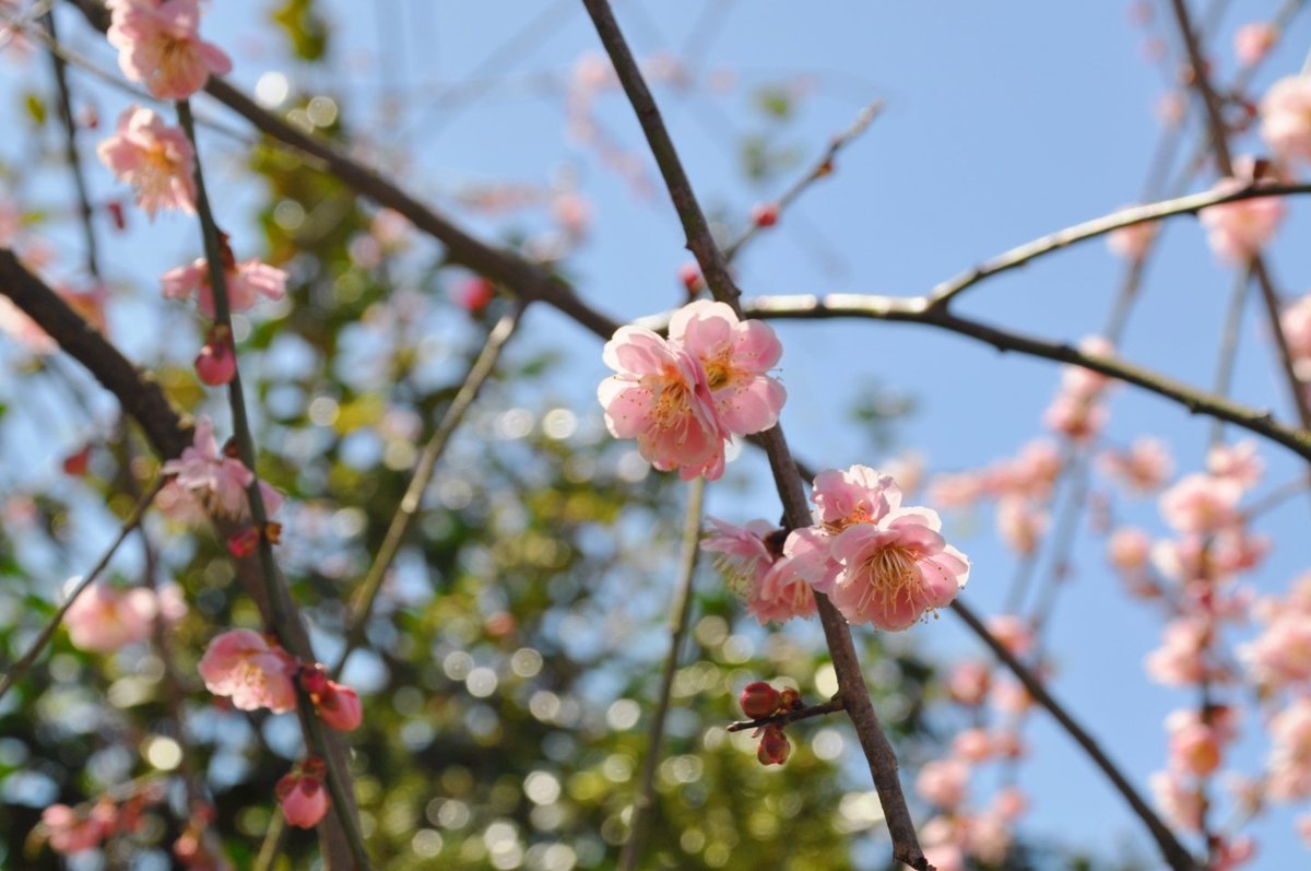 ✿kirsche4/18-19きらこす tweet media