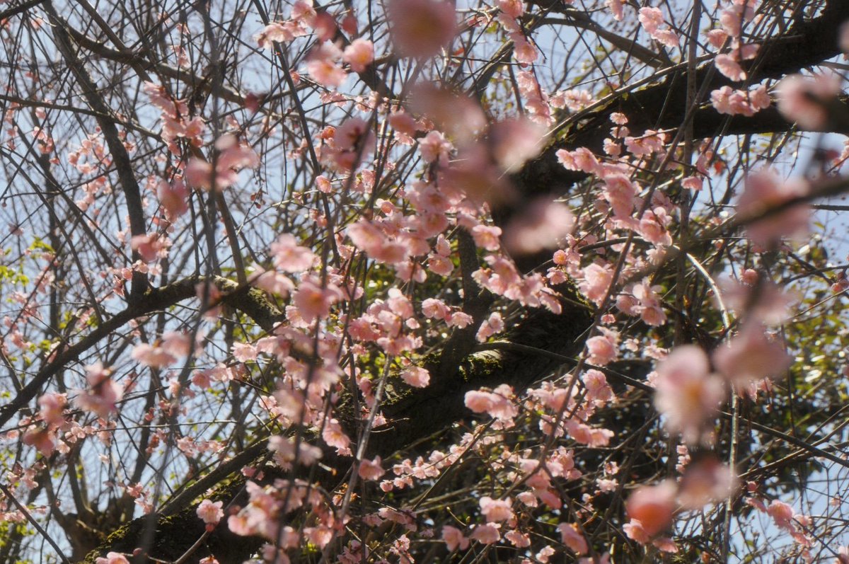 ✿kirsche4/18-19きらこす tweet media