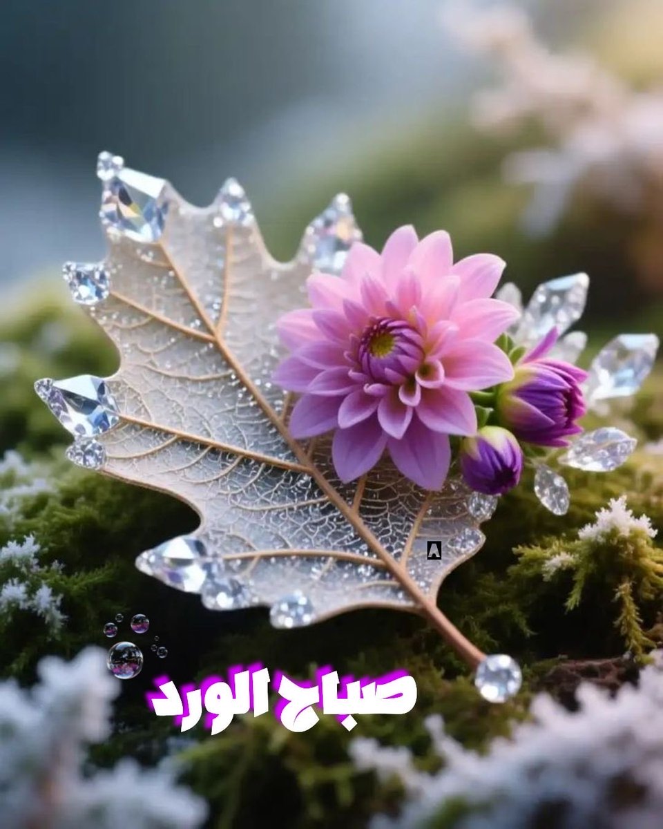 نوف tweet media