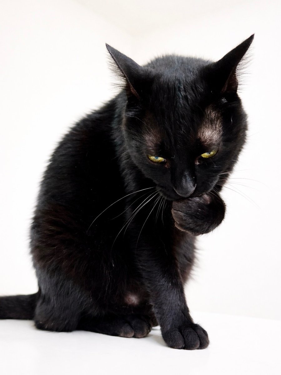 猫野四季＊ tweet media