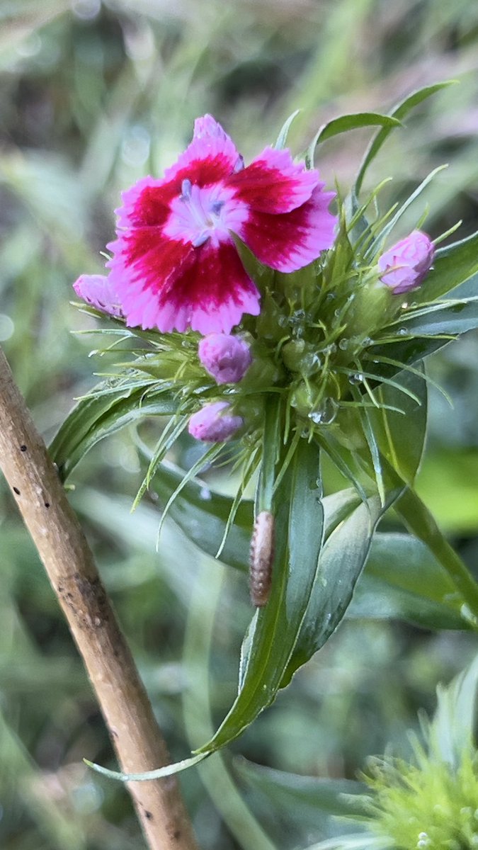 elguerolanchero's tweet photo. I hope i didn’t repeat the same 4 of a kind
#colors #flowers #littleworm #backyard https://t.co/UUAQ0tU115
