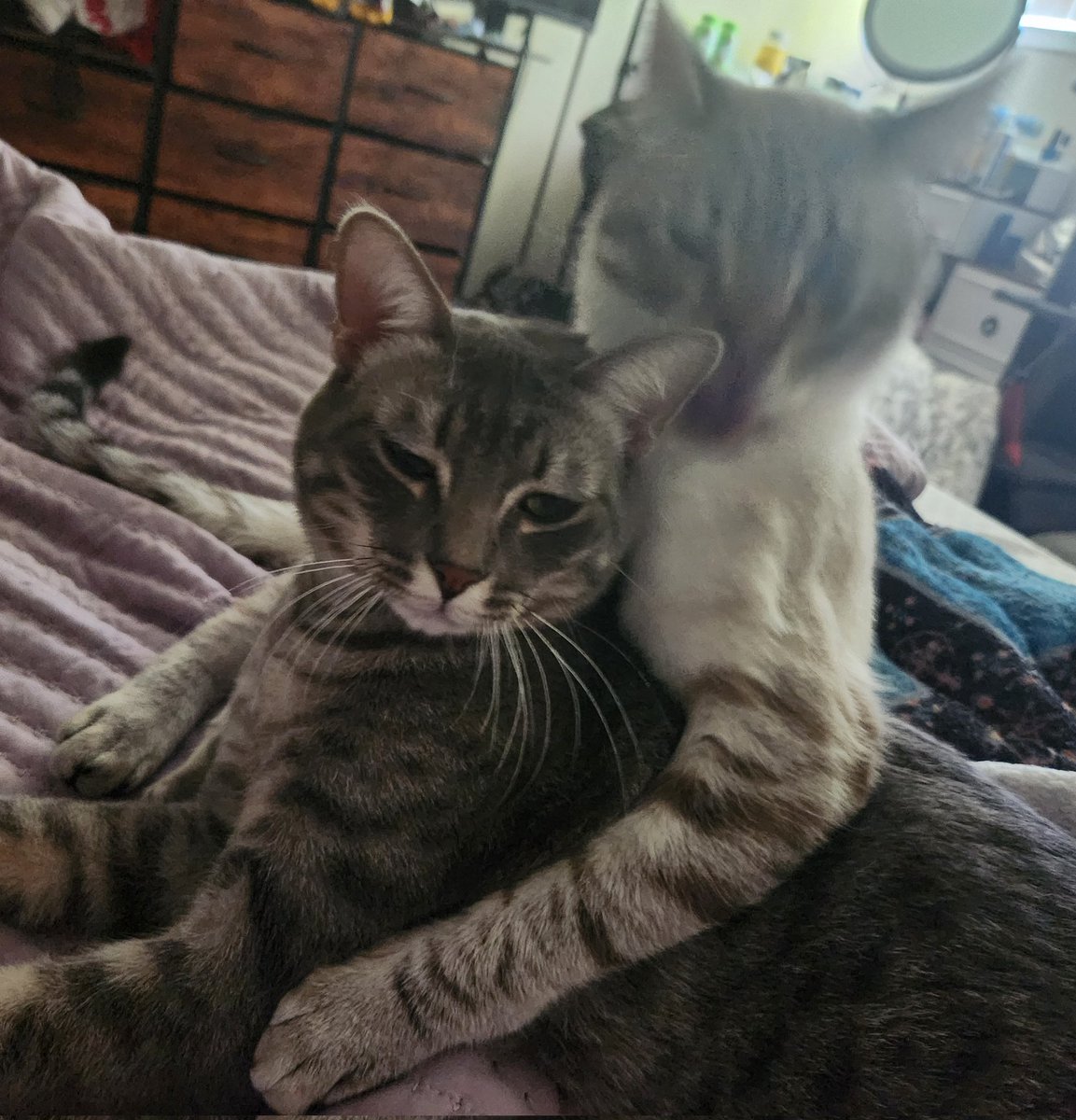 lentil & bowser 🩶 walter & bonkers 🌈 tweet media