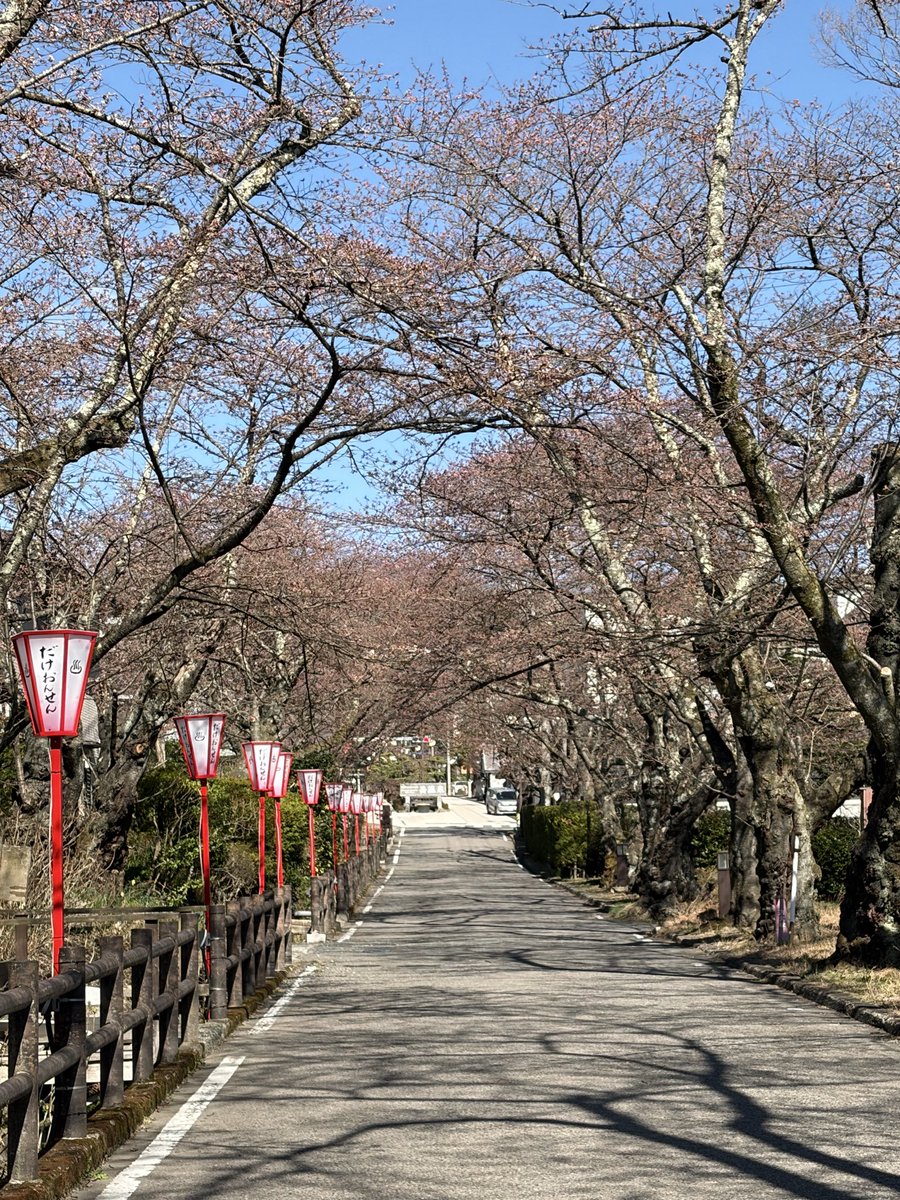 dakeonsen_s's tweet photo. #二本松の桜
＃岳温泉の桜
＃岳温泉桜坂 
撮影日：2026年4月8日朝9時
開花状況：つぼみ膨らむ

標準木の桜の開花はもう少しですね。今朝の岳温泉は晴れていて空気が冷んやりしています。気温が上がってきたら咲きそう🌸楽しみですね♪ https://t.co/6EOinZo9zi