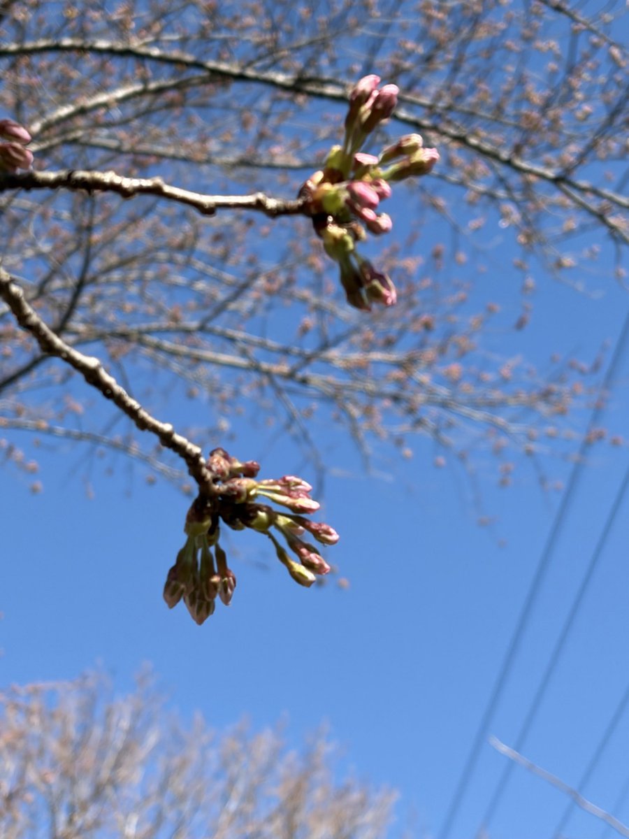 dakeonsen_s's tweet photo. #二本松の桜
＃岳温泉の桜
＃岳温泉桜坂 
撮影日：2026年4月8日朝9時
開花状況：つぼみ膨らむ

標準木の桜の開花はもう少しですね。今朝の岳温泉は晴れていて空気が冷んやりしています。気温が上がってきたら咲きそう🌸楽しみですね♪ https://t.co/6EOinZo9zi