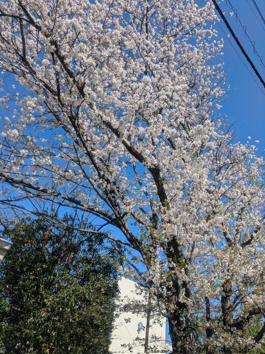 彩ひでCAMP⛺ tweet media