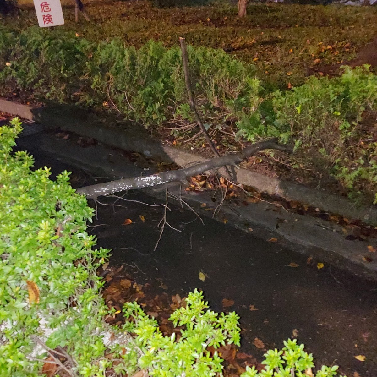 クニッター tweet media